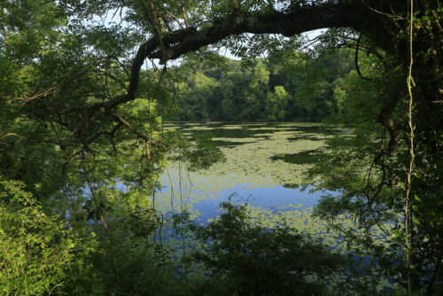 Bocheston Lily Pond