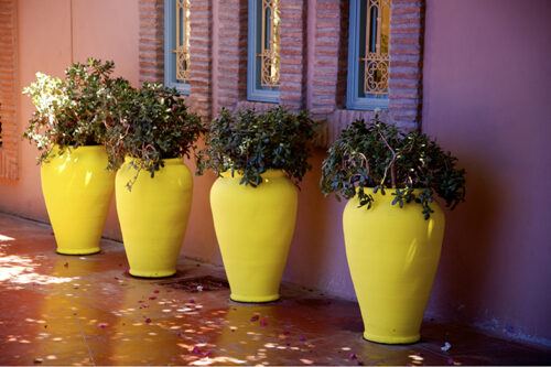 Four Yellow Pots Resized