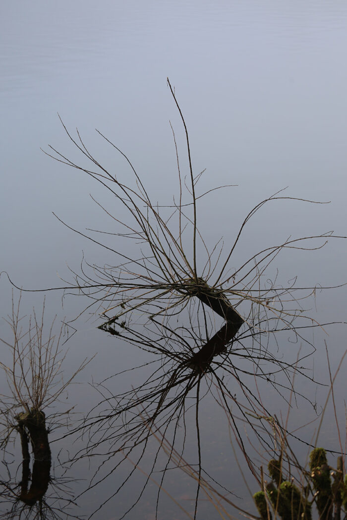 Insect Tree Reflection Lake Vyrnwy