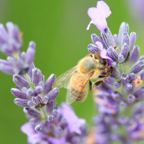 Pollinating