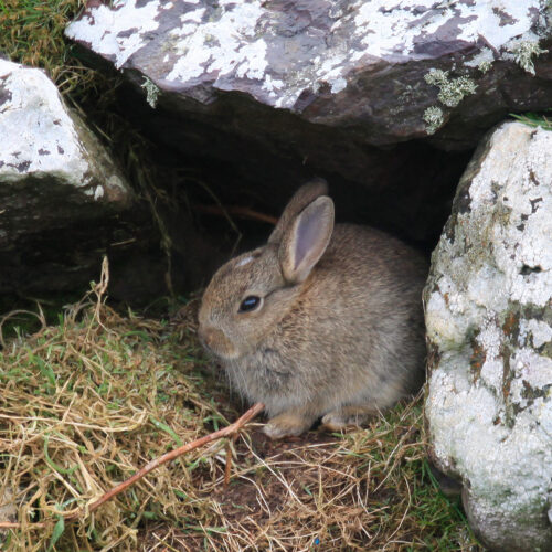 Sheltering