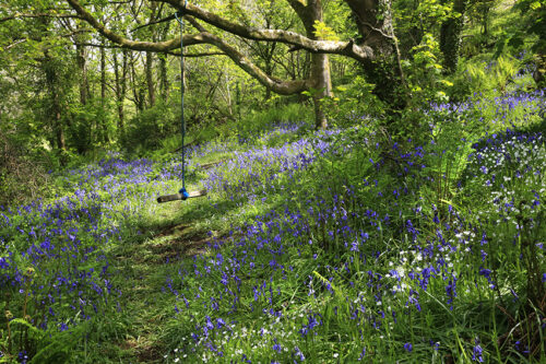 Swing In The Bluebell Woods