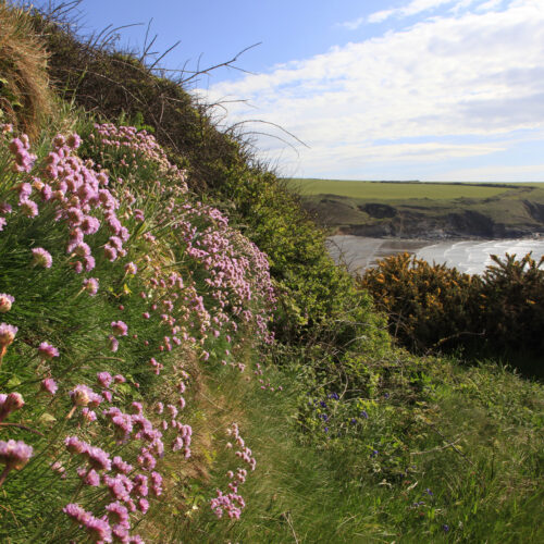 Thrifts Abermawr