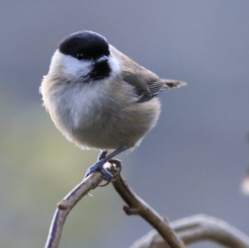 Coal Tit 4