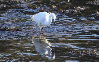 Little Egret